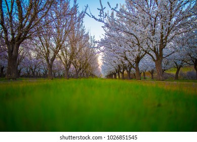 Sutter Buttes Land