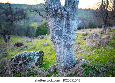 Sutter Buttes Land