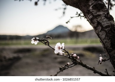 Sutter Buttes Land