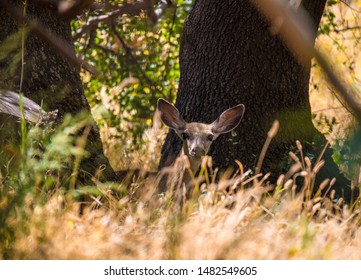 Sutter Buttes Little Doe Deers