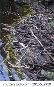 Sutton, Quebec, Canada: Canadian Beaver Dam Holding Back The Water