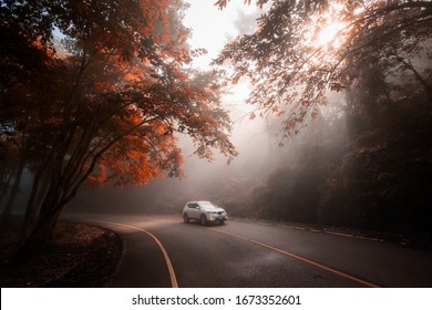 SUV Car Vehicle Driving On Curve Mountain Street With Mist, Sun Rays Light, And Beautiful Red Foliage Tree Of Forest In Autumn. Family Road Trip Travel To Phu Chi Fa, Chiang Rai, Thailand.