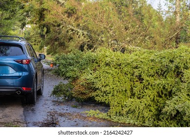 An SUV is seen from the rear, driving around an uprooted pine tree on a highway after bad storm brings hurricane force winds. Copy space to right.
