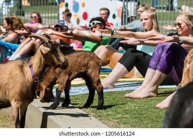 Suwanee, GA / USA - April 29 2018:  Goats Walk Among People Stretching In A Free Goat Yoga Class At Suwanee Towne Park On April 29, 2018 In Suwanee, GA.