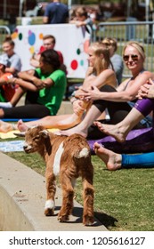 Suwanee, GA / USA - April 29 2018:  A Baby Goat Walks Along A Curb In Front Of Women Stretching In A Goat Yoga Event At A Public Park On April 29, 2018 In Suwanee, GA. 