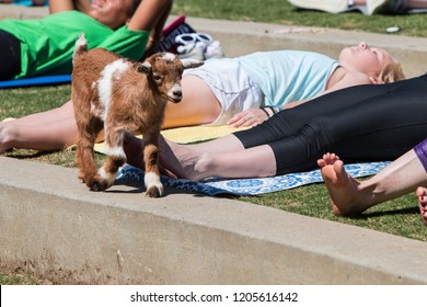 Suwanee, GA / USA - April 29 2018:  A Baby Goat Walks On A Curb In Front Of Women Stretching In A Goat Yoga Event At A Public Park On April 29, 2018 In Suwanee, GA.