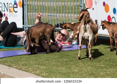 Suwanee, GA / USA - April 29 2018:  Goats Gather Around A Woman Stretching In A Free Goat Yoga Class At Suwanee Towne Park On April 29, 2018 In Suwanee, GA.