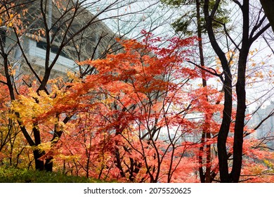 Suwon World Cup Stadium In Autumn