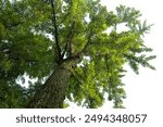 Suzhou, China - April 27 2007: A tall Ginkgo biloba or Ginkgo tree in Shi Zi Lin Yuan (Lion Grove Garden). The garden is famous for its taihu rocks which are said to resemble lions, hence the name.