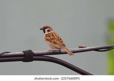 Suzume, sparrow (Passer montanus), a species of bird classified in the family Sparidae, order Sparrowhawks. - Shutterstock ID 2257660095