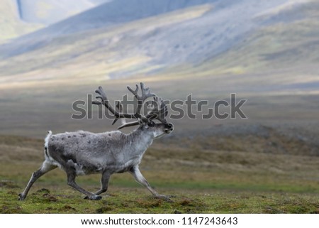 svalbard reindeer running across tundra on summer day in coles bay, svalbard.