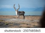 Svalbard reindeer stading in front of a fjord near Longyearbyen on the island of Spitsbergen