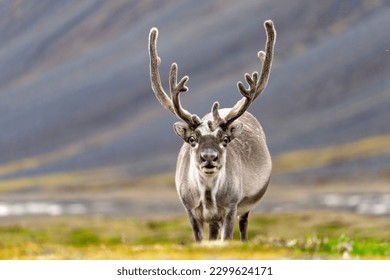 svalbard reindeer in tundra, shy animal