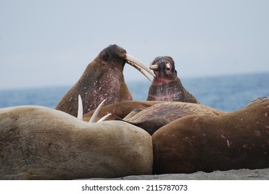 Svalbard Walrus Herd Relaxing On Beach