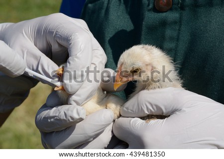 Swabbing mixed breed chicks to test for avian influenza
