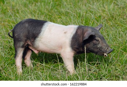 Swabian Pig, German Breed