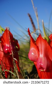 Swainsona formosa, Sturt's desert pea, desert flower, western australia, australia