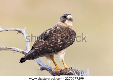 A Swainson's Hawk calls from her perch