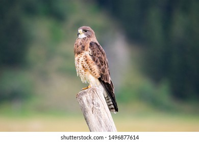 Swainsons Hawk Digesting And Keeping Watch 