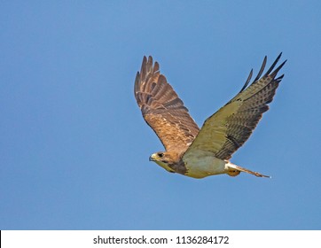 Swainson's Hawk In Flight