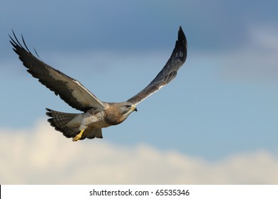Swainson's Hawk in flight with a blue sky background