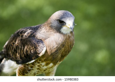 Swainsons Hawk On A Post In A Field Of Green Grass