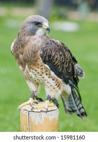 Swainsons Hawk On A Post In A Field Of Green Grass