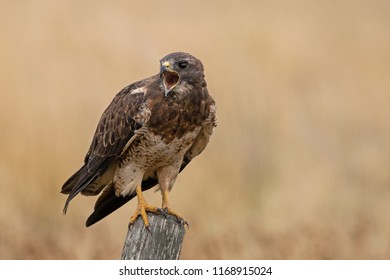 Swainson's Hawk Perched - Shutterstock ID 1168915024