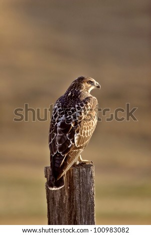 Swainson's Hawk perched on fence post