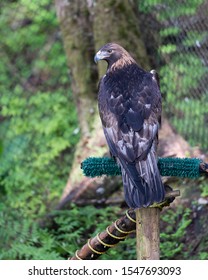 Swainsons Hawk At Raptor Centre