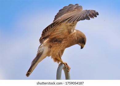 Swainsons Hawk Wings Up On Perch