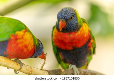 73 Swainsons lorikeet Images, Stock Photos & Vectors | Shutterstock