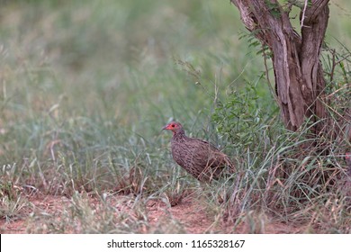 224 Swainsons Francolin Images, Stock Photos & Vectors | Shutterstock