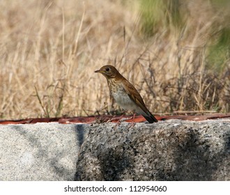 Swainson's Thrush