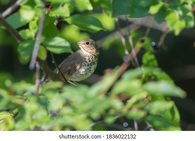 Swainson's Thrush In A Chokecherry Tree