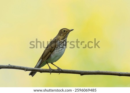 Swainson's Thrush perched during fall migration