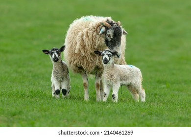Swaledale ewe, a female sheep, with her two young Swaledale mule lambs, stood in green meadow in early Springtime.  Yorkshire Dales, UK.  Clean background. Horizontal.  Space for copy. - Shutterstock ID 2140461269