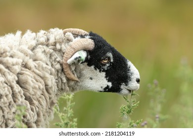 Swaledale ewe or female sheep, munching on Thistle tops in summertime. Close up.  Facing right.  Clean background with copy space.  Swaledale sheep are a native breed to the Yorkshire Dales, UK.