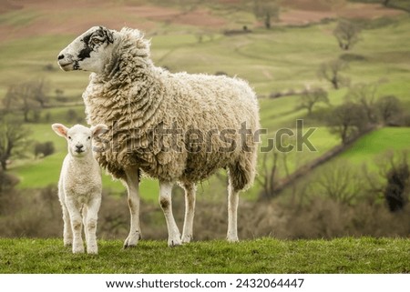 Swaledale mule ewe, or female sheep looking to the left and her young lamb facing forward, with a background of the beautiful Yorkshire Dales in late February.  Close up.  Horizontal.  Copy space