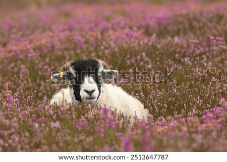 Swaledale sheep, lying down and facing front in colourful purple heather in Summertime and  Swaledale sheep are an indigenous breed to the area of North Yorkshire, UK.  Space for copy.  Horizontal.