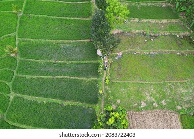 Swales or terraces green rice field, beautiful Indonesia. Beautiful background nature.  - Shutterstock ID 2083722403