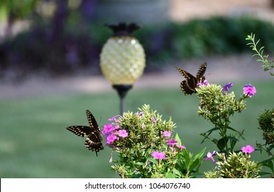 Swallotail Butterflies On Tall Garden Phlox