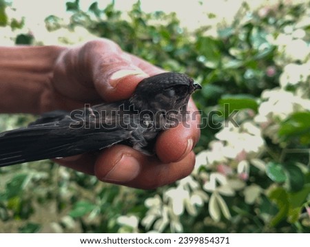 A swallow (Apodidae) held by someone, which will be released back into nature