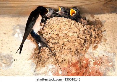 Swallow And Baby Birds In Nest