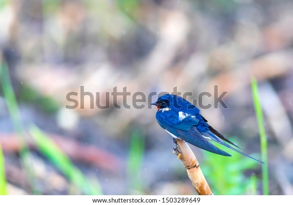 Swallow Barn Swallow Hirundo Rustica Nature Stock Photo Edit Now