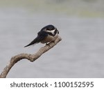 Swallow basking in the sun