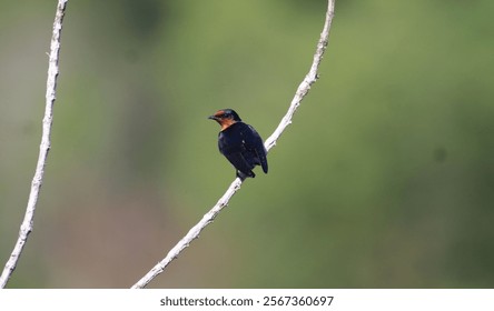 swallow bird close up on the twig - Powered by Shutterstock - Get 15% off with code: PIKWIZARD15