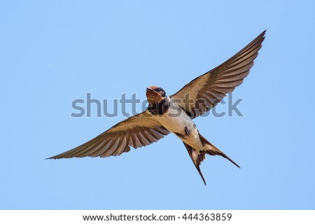 Swallow (bird) in flight over blue sky.