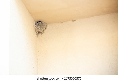 Swallow Chick Inside The Nest Waiting For The First Flight On Blurred Background