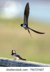 Swallow Chick Waiting For Mum. UK